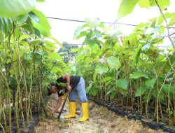 12 Ribu Pohon Jati Emas Kembali Siap Ditanam di Jalan Batam