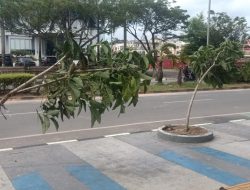 Tanaman Rusak di Pedestrian Batam Center, BP Batam Ajak Masyarakat Menjaga Fasilitas Umum
