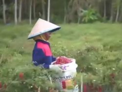 BI Dorong Penguatan Swasembada Pangan