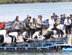 Wako Amsakar dan Wapres Gibran Panen Perdana 1,7 Ton Lobster di Setokok 